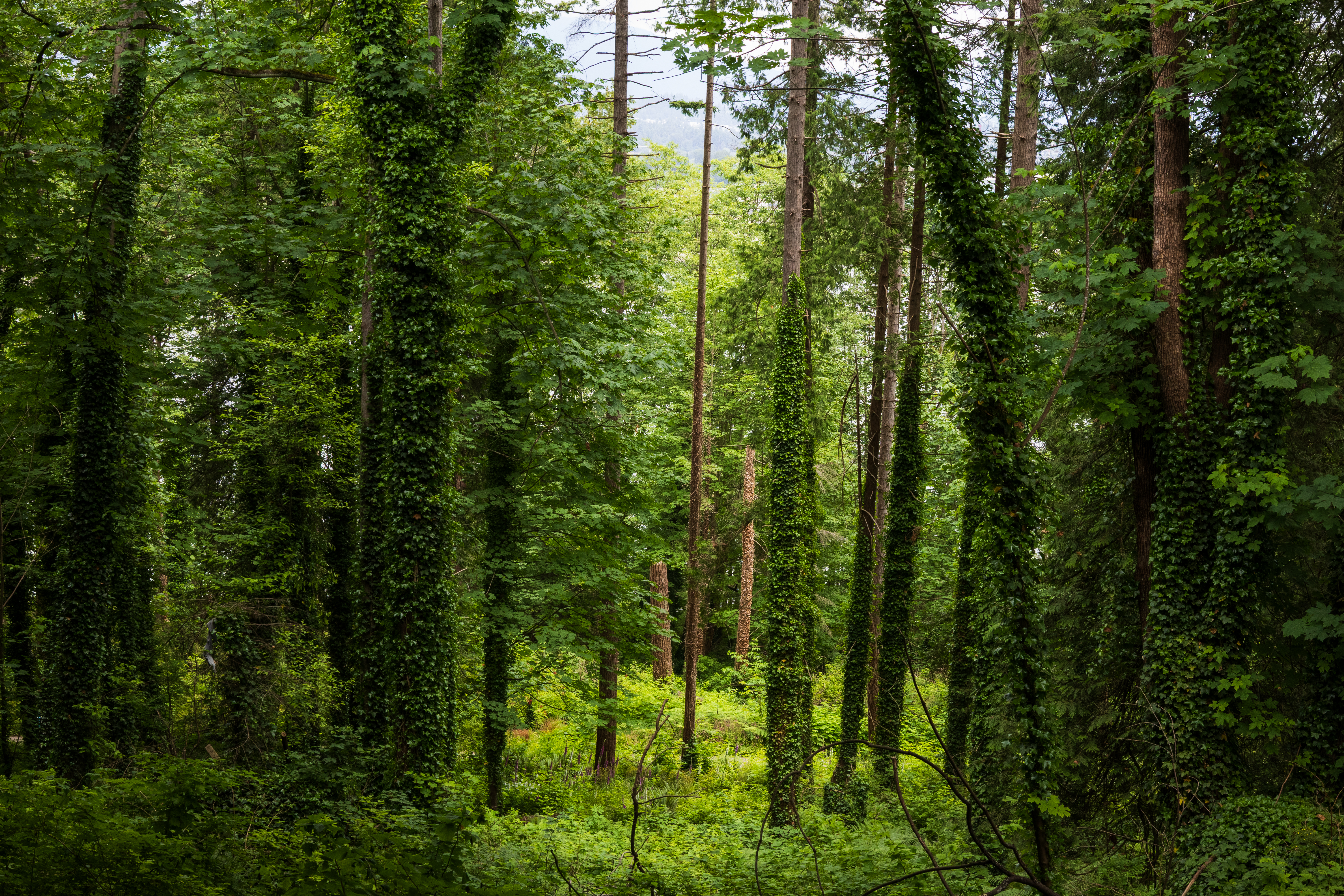 Portfolio photograph 31
